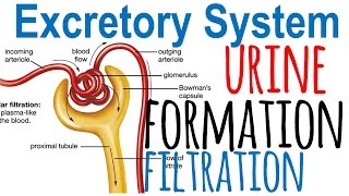 Biology  How the Kidneys Work  Kidneys Part 13 27 [upl. by Rebeh]