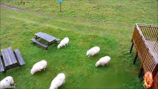 08 Feb am  7 sheep checked out the visitor area  ©Bywyd Gwyllt Glaslyn Wildlife [upl. by Henryetta]