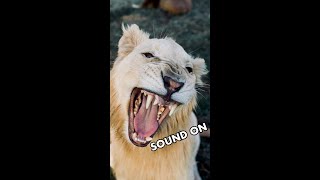 I RECORDED HIS FIRST ROAR 🦁😲 [upl. by Moina]