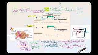 Lecture Video 3 Physiology of the Urinary System Part 2 [upl. by Arbma]