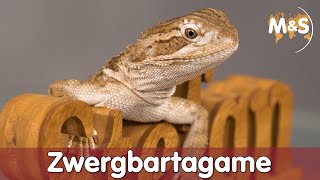 B wie Bartagame  Zwergbartagame  Pogona henrylawsoni  Reptilien ABC [upl. by Eerot]