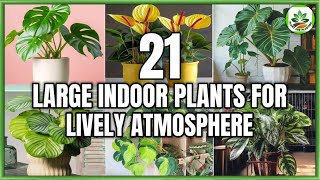 21 Large Indoor Plants for transforming Atmosphere  Indoor Large Houseplants  Plant and Planting [upl. by Wilcox559]