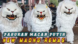 ATRAKSI CAN MACANAN PUTIH NEW MAONG REMAS  Tampil di Sumber pakem  Sumber jambe [upl. by Onihc222]