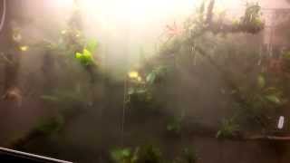 Orchidarium tour part 3  Cloud forest [upl. by Neill]