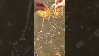 Rescued Twin Baby Jellyfish🪼🎐surajroxfunnyvibeo animals jellyfishbeach seaanimalsvikramshorts [upl. by Ahter]