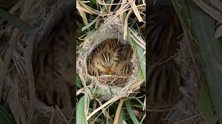 Zitting Cisticola Nestlings The Grasslands Hidden Treasures short youtubeshorts [upl. by Ninerb]