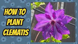 Planting Royal Cascade Clematis [upl. by Ellevart]