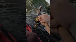 Musky Attackshorts fishing agressive pike angling kayakfishing exciting viral fish blowup [upl. by Nelac]