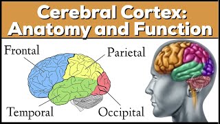 Lobes of the Brain Cerebrum Anatomy and Function Cerebral Cortex [upl. by Supat]