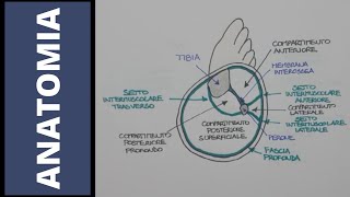 Tendini e fascia profonda [upl. by Ecenahs900]