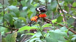 Hewitsons Longwing Butterfly on lantana [upl. by Garrik]