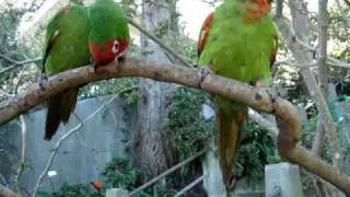 Feeding wild parrots of telegraph hill [upl. by Seaman]