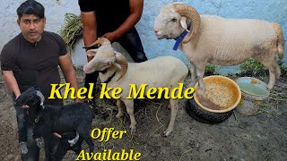 khel ka vilayati menda available in Hyderabad  saste bakre in Hyderabad at AK goat farm charminar [upl. by Cohbert]