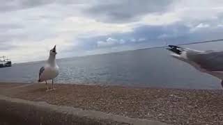 Seagulls laughing at the fallen seagull  Funny animals [upl. by Attekahs]