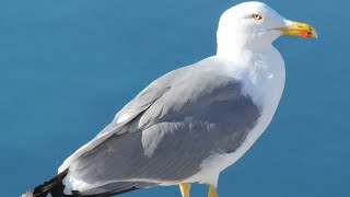 Seagull Sounds  Seagull Sound Effect  Seagull Calls  Seagull Cries  Seagull Noises  No Music [upl. by Amyaj]