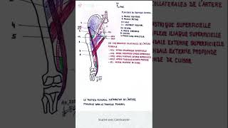 Le trépied fémoral  distribution de l artère fémorale dans le triangle fémoral [upl. by Anir]