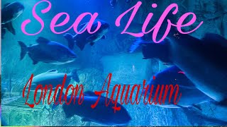 London aquarium Sea life [upl. by Artenek]