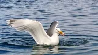 Hungry much Seagulls at its best Catching fishsomehow Etnefjord Norway HD [upl. by Laspisa535]