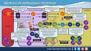 SÍNTESIS DE HORMONAS TIROIDEAS [upl. by Toulon]