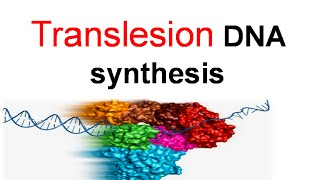 Translesion DNA synthesis [upl. by Hanley222]