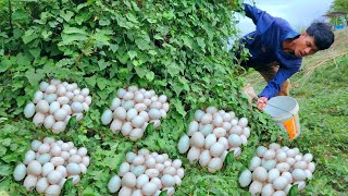 wow wow  Amazing a farmer picked a lot of duck eggs in Boeung Rieng Sngour near the road [upl. by Annorah]