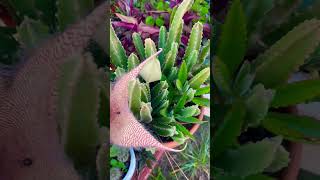 Stapelia Giganteastapelias🌸gardening plantas plants succulents cactus 2024 nature [upl. by Naujek]