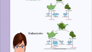 rRNA structure and functions [upl. by Adnarym]