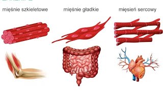 MIĘŚNIE SZKIELETOWE GŁADKIE SERCA [upl. by Atisor315]