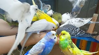 4K HDR Video – Beautiful Lovebird  Budgies and Cockatiel Birds Playing and Feeding [upl. by Nguyen125]