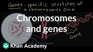 Chromosomes and genes  Inheritance and variation  Middle school biology  Khan Academy [upl. by Ecniv955]