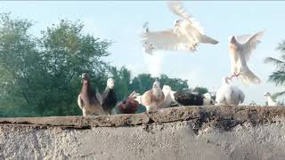 புறா வளர்ப்பு  pura valarpu tamil Pigeon training [upl. by Laurette27]