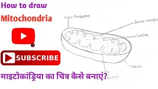 How to draw the diagram of mitochondria easily II step by step II biology diagram mitochondria [upl. by Georgia]