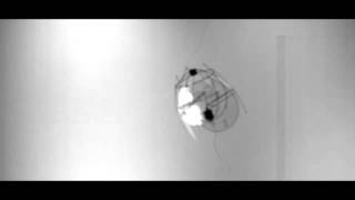 Mini Flying Robot Hovers Like Jellyfish  Video [upl. by Ecirahs]