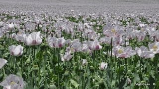 Adormidera Papaver somniferum en cultivo [upl. by Pammy]