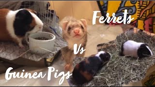 Ferrets vs Guinea Pigs w Piggie Time [upl. by Blodgett]