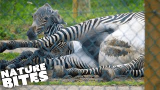 Zebra Gives Birth in Difficult Ordeal  The Secret Life of the Zoo  Nature Bites [upl. by Siloum]