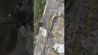 Anolis cristatellus Lake Wylie Hydroelectric DamCatawba River South Carolina [upl. by Rehpotsirc729]