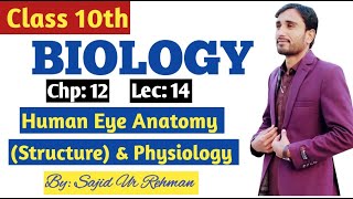 Human Eye Anatomy Structure and Physiology  Photoreceptors  10th Bio Chp 12 Lec 14 [upl. by Aerdnaek]