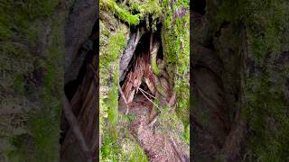 Massive Tree Grows from a Hollow Stump Natures Resilience nature savetrees trending [upl. by Nannek]