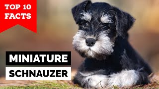 Miniature Schnauzer  Top 10 Facts [upl. by Pantheas]