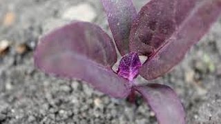 Purple Orach or Purple Mountain Spinach Atriplex hortensis [upl. by Eceerehs]