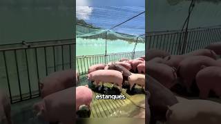 Cerdos arando Innovación en la agricultura🐷🚜shorts [upl. by Aicnetroh]