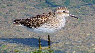 Least Sandpiper [upl. by Paff]