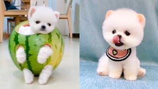 Cute and Funny Pomeranian Videos 46 Shorts [upl. by Talya]