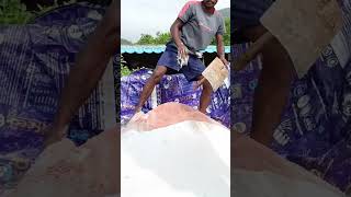 We are applying fertilizer in our mango orchard  How to make fertilizer for mango trees [upl. by Gathers]