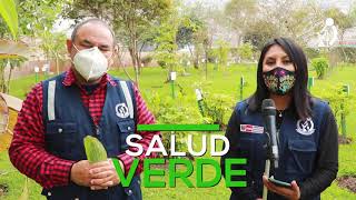 Salud Verde Plantas medicinales a tu servicio  El Matico [upl. by Ttoille]