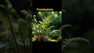 youtubeshorts pteridophytes characterstics function [upl. by Billen]