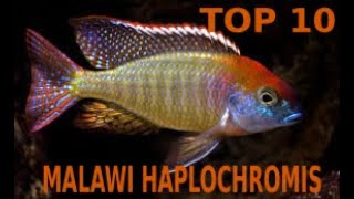 🐟🐠TOP 10 AFRICAN Haplochromis UTAKAS CICHLIDS OF MALAWI LAKE [upl. by Elise326]