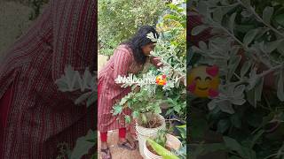 gardening plants reelsシ videoshort gardeninspiration greenery vegetables vegetablegardening [upl. by Anawat87]