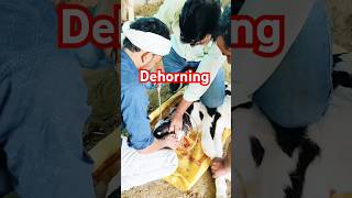 dehorning cow veternarian animallover animals [upl. by Ecneps]